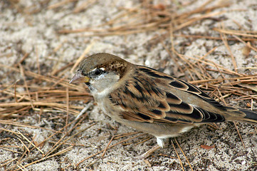 Image showing sparrow