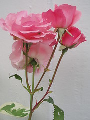 Image showing Roses