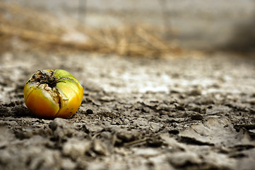 Image showing Rooten food on dry soil