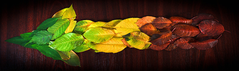 Image showing Photo of colorful leaves showing the direction on wooden backgro