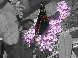 Image showing butterfly on a buddlija