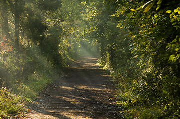 Image showing Trail with rays of sunlight filtering through the trees