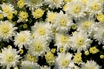 Image showing White and yellow chrysanthemums in a garden