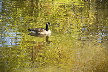 Image showing Goose or mallard swimming in a autumn stream