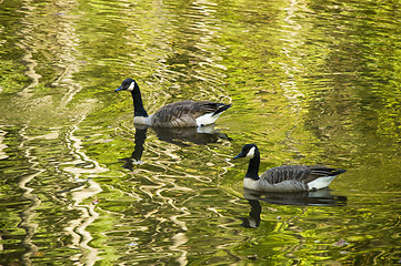 Image showing Two geese or mallards swimming in an autumn stream