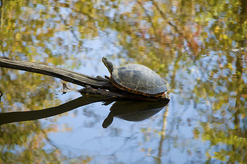 Image showing Turtle sitting on a small log in a stream