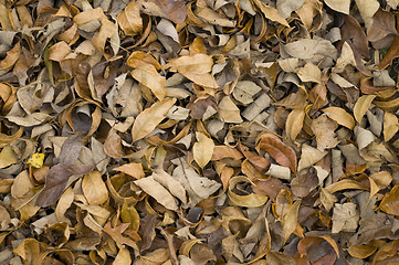 Image showing Dried brown autumn leaves