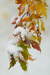 Image showing Snow on yellow, orange, green and red autumn leaves