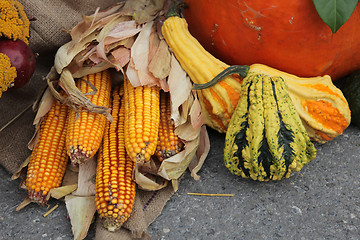 Image showing Maize cobs