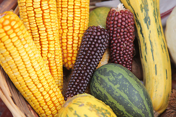 Image showing Maize cobs