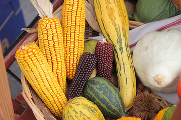 Image showing Maize cobs