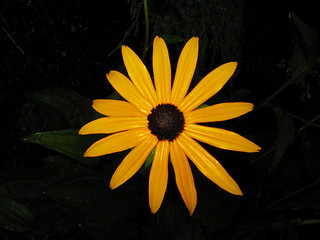 Image showing Yellow flower