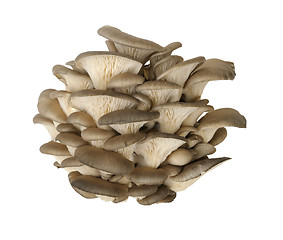 Image showing oyster mushroom