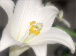 Image showing closeup of a lily