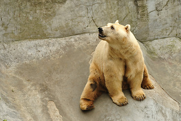 Image showing Polar bear