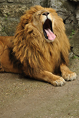 Image showing Lion yawning