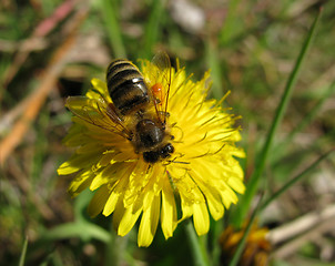 Image showing bee collecting pollen