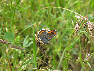 Image showing butterfly in grass    