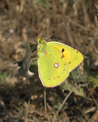 Image showing brimstone butterfly