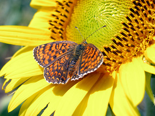 Image showing butterfly on sunflower