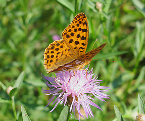 Image showing butterfly on cornflower