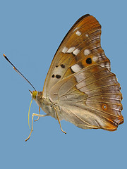 Image showing butterfly