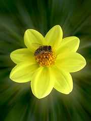 Image showing bee on flower