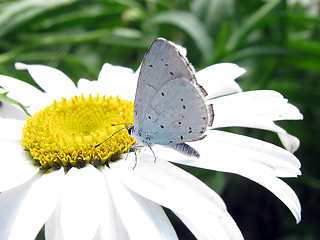 Image showing butterfly on camomile