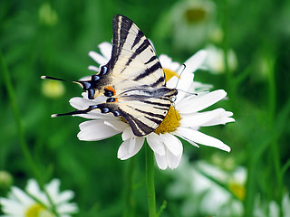 Image showing  butterfly on camomile