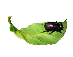 Image showing unicorn beetle on a leaf