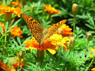 Image showing flower bed