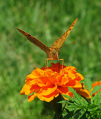 Image showing butterfly on marigold