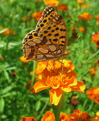 Image showing butterfly (Silver-washed Fritillary)