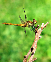 Image showing dragonfly