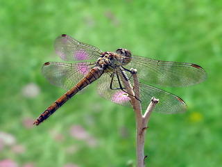 Image showing dragonfly 