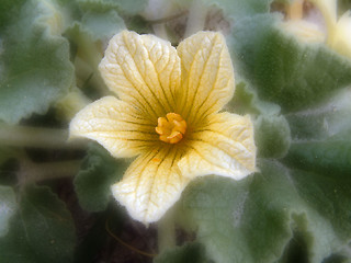 Image showing dreamy flower