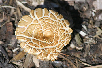 Image showing mushroom, 