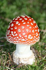 Image showing toadstool 