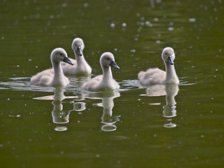 Image showing Cygnets