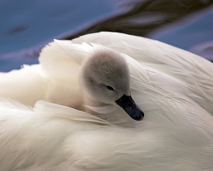 Image showing Cygnet