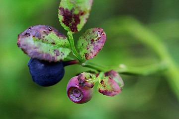 Image showing Blueberries