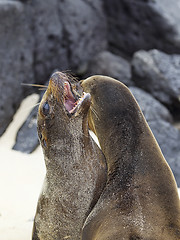 Image showing Sea lion colony