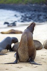 Image showing Sea lion colony