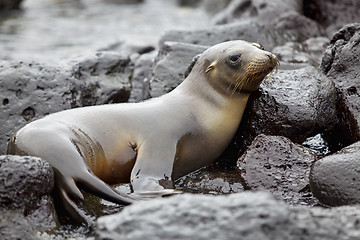 Image showing Sea lion colony