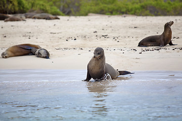 Image showing Sea lion colony