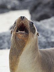 Image showing Sea lion colony