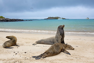 Image showing Sea lion colony