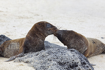 Image showing Sea lion colony