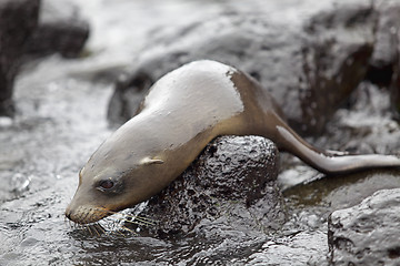 Image showing Sea lion colony