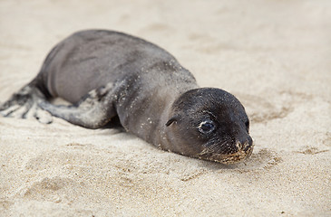 Image showing Newborn Sea Lion